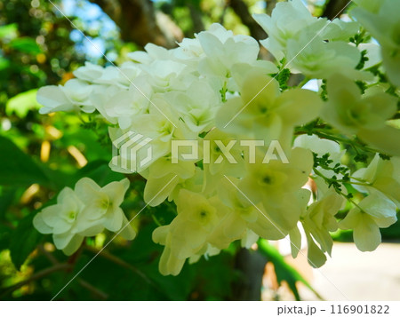 紫陽花　2022.6.12 116901822