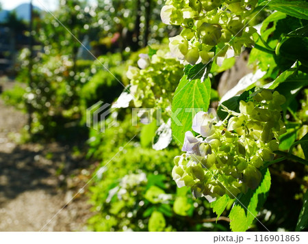 鮮やかに咲く紫陽花の風景　2022.6.12 116901865
