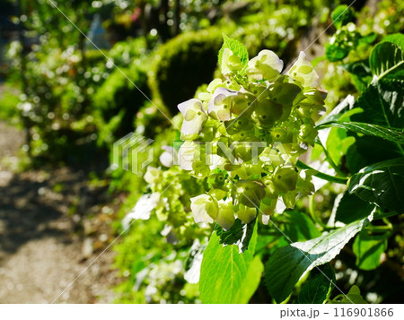 鮮やかに咲く紫陽花の風景　2022.6.12 116901866
