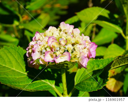 満開に咲く、紫陽花　2022.6.12 116901957