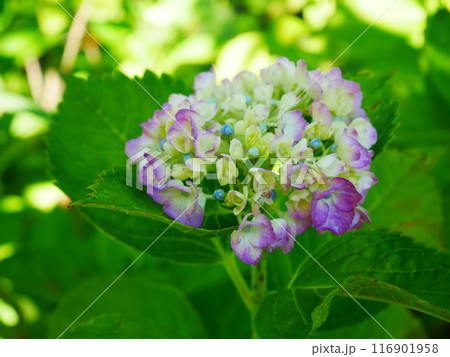 満開に咲く、紫陽花　2022.6.12 116901958