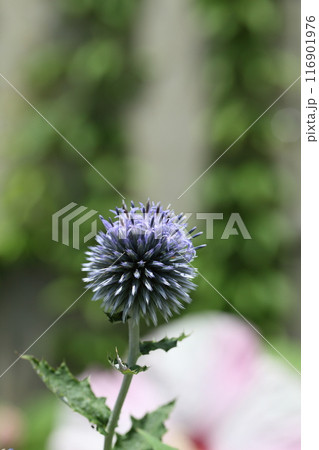 エキノプスの花 エキノプスの花 116901976