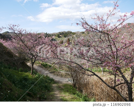 鋸南の河津桜　　（千葉県鋸南町） 116902098