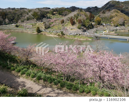 鋸南の河津桜　　（千葉県鋸南町） 116902106
