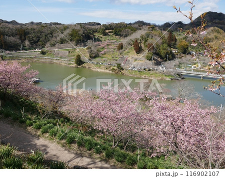 鋸南の河津桜　　（千葉県鋸南町） 116902107
