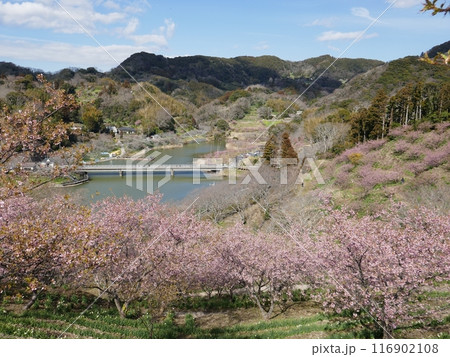 鋸南の河津桜　　（千葉県鋸南町） 116902108