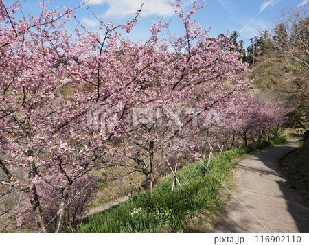鋸南の河津桜　　（千葉県鋸南町） 116902110
