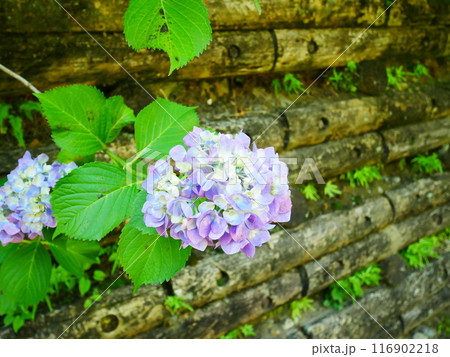 華やかに咲く紫陽花の花々 2022.6.12 華やかに咲く紫陽花の花々 2022.6.12 116902218