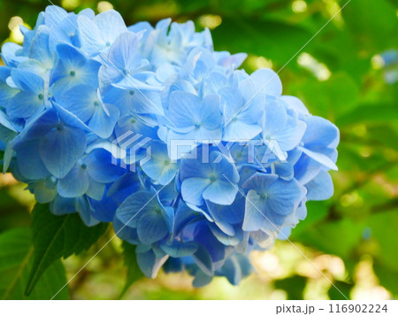 華やかに咲く紫陽花の花々 2022.6.12 華やかに咲く紫陽花の花々 2022.6.12 116902224