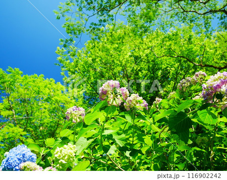 美しく咲き誇る、あじさの花々 2022.6.12 美しく咲き誇る、あじさの花々 2022.6.12 116902242