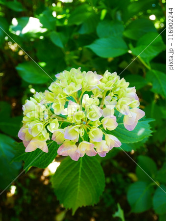 美しく咲き誇る、あじさの花々　2022.6.12 116902244
