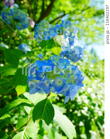 華々しく咲く、満開の紫陽花 2022.6.12 華々しく咲く、満開の紫陽花 2022.6.12 116902297