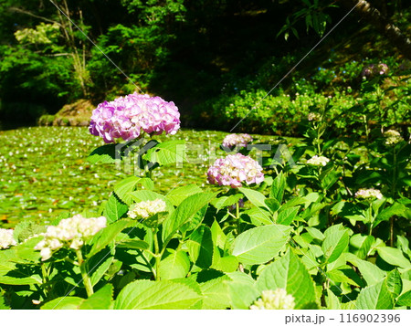 綺麗に咲く、紫陽花の花　2022.6.12 116902396