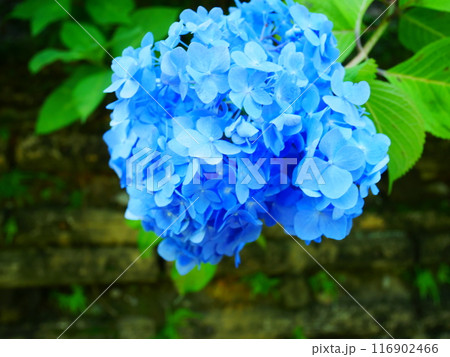 鮮やかに咲き誇る、紫陽花の花々　2022.6.12 116902466