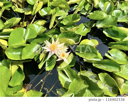 Water white lily or lotus in the pond with green leaves on the water surface on a sunny day 116902536