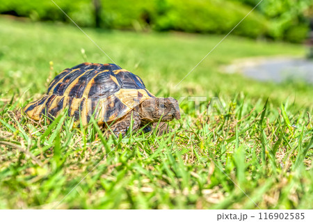 公園を散歩をする東ヘルマンリクガメ 公園を散歩をする東ヘルマンリクガメ 116902585