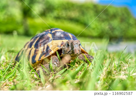 公園を散歩をする東ヘルマンリクガメ 116902587