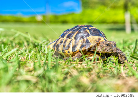 公園を散歩をする東ヘルマンリクガメ 116902589