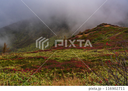 【群馬県】志賀草津道路　中央分水嶺付近の紅葉 116902711