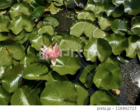 Pink water lily or lotus on the pond with green leaves in the garden Pink water lily or lotus on the pond with green leaves in the garden 116902723