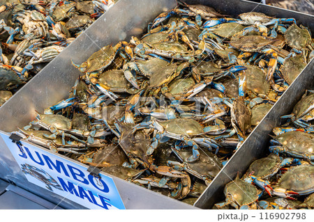 Pile of fresh blue crab in fish market at the Whaf, Washignton D.C. Pile of fresh blue crab in fish market at the Whaf, Washignton D.C. 116902798