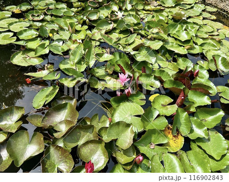 Lotus leaf on the water in the pond on a sunny day. Nature background. 116902843
