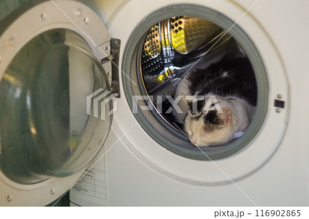 A black and white cat lies inside empty washing machine, its head sticking out of the door and sleeping. Trying to escape the summer heat of pets. Comfortable place to sleep 116902865