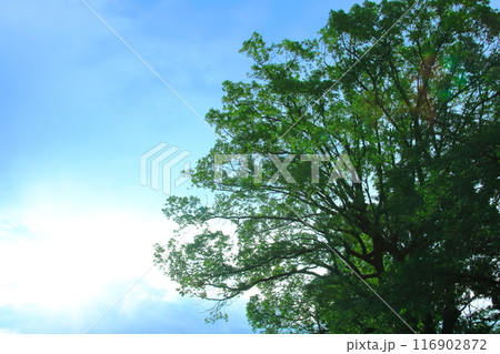 爽やかな新緑と幻想的な青空 116902872