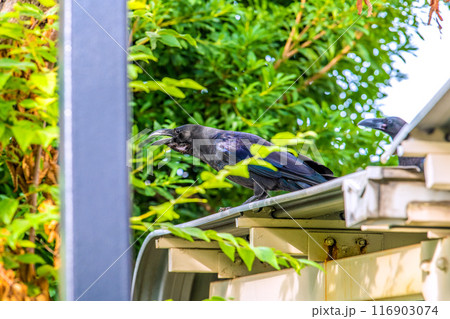 日本の横浜都市景観 ゴミ置き場前のカラス…周囲を警戒しながら＝横浜市内 116903074