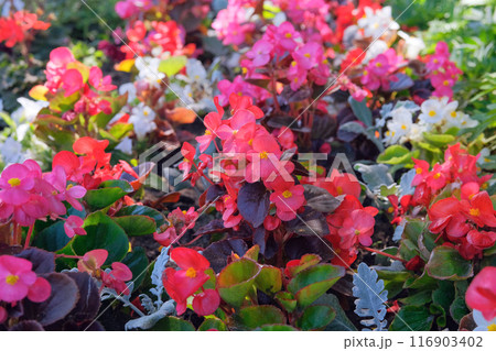 Flowerbed. Begonia is growing in garden. Pink flowers. Flowerbed. Begonia is growing in garden. Pink flowers. 116903402