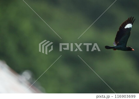 ブッポウソウ 116903699