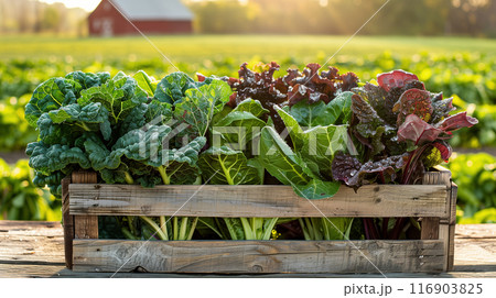 Fresh assortment of kale, chard, spinach and lettuce in wooden crates 116903825