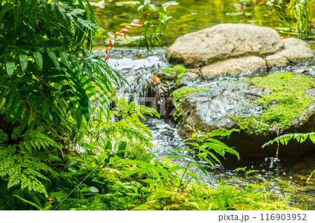 Good Nature Eco system. Green plant fresh nature in the forest waterfall clean water cool chill natural ecology. Good Nature Eco system. Green plant fresh nature in the forest waterfall clean water cool chill natural ecology. 116903952