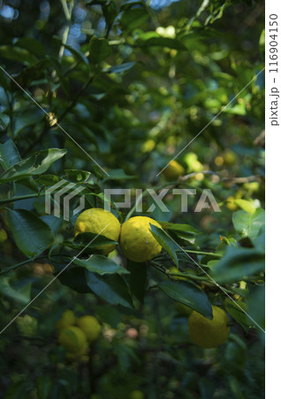 柚子の実り 116904150