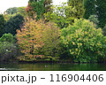 池の黄葉2023.11 116904406