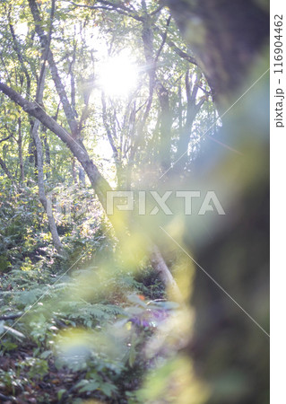 森の散歩道（奥大山） 116904462