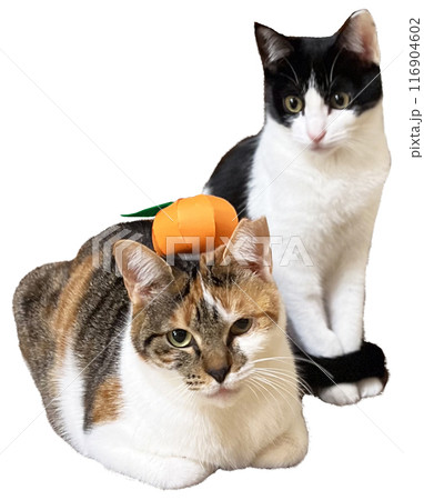 鏡餅みたいな猫とそれを見る猫 鏡餅みたいな猫とそれを見る猫 116904602