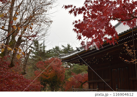 秋の仁和寺 観音堂【重文】 秋の仁和寺 観音堂【重文】 116904612