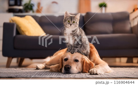 かわいい猫がゴールデンレトリバーの頭の上に座っている。 116904644
