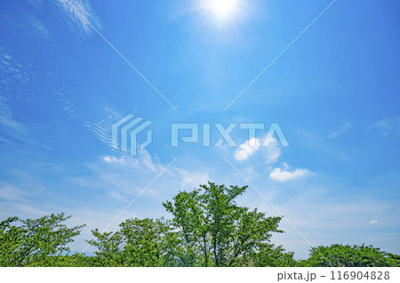 夏の雲と木立と太陽 116904828