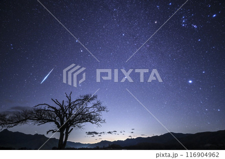 ヤマナシの木と大きな流れ星 116904962