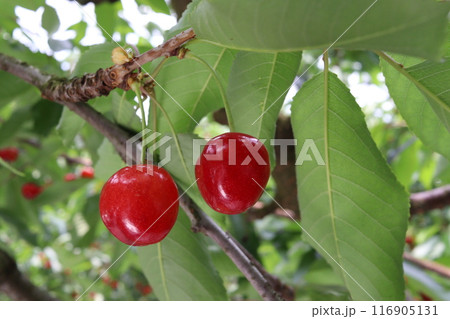 木になっている真っ赤なサクランボ 116905131