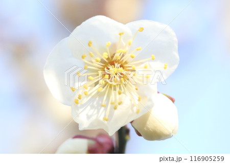白い梅の花 白い梅の花 116905259
