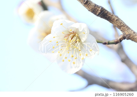 白い梅の花 白い梅の花 116905260