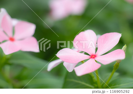 ピンクの可愛い花 ピンクの可愛い花 116905292