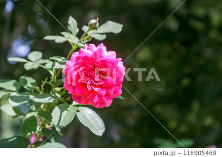 満開に向かって勢いがある紅いバラの花びら【バラ科】 116905469