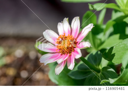 ジニア.プロフュージョン チェリーバイカラー[ 百日草】 ジニア.プロフュージョン チェリーバイカラー[ 百日草】 116905481