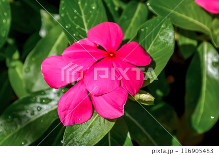 可愛い赤いシレネの花【ナデシコ科マンテマ属】 116905483