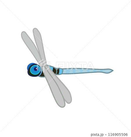 トンボのイラスト 116905506