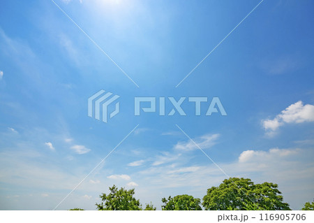 夏の雲と木立 116905706